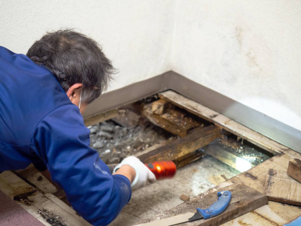 Best Mold Removal Company Near Me  in Dundee, MI