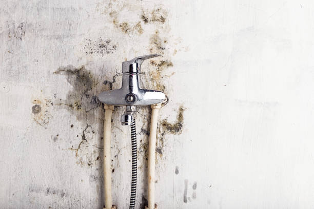 Best Certified Mold Removal  in Dundee, MI