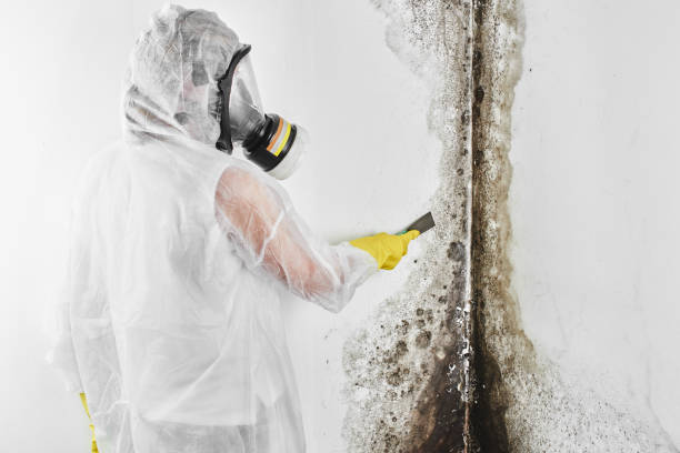 Best Mold Testing  in Dundee, MI