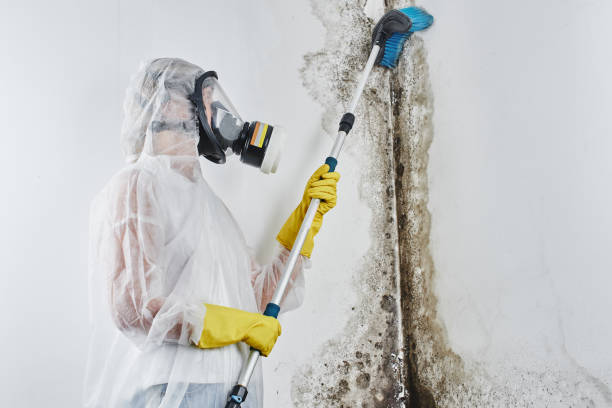 Best Emergency Mold Removal  in Dundee, MI