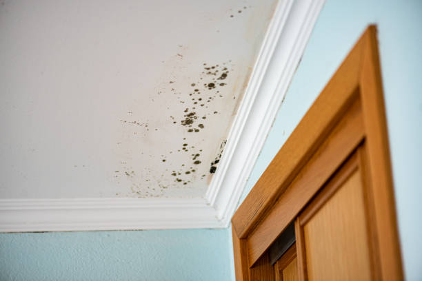 Best Water Damage Restoration  in Dundee, MI