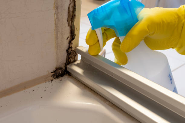 Best Attic Mold Removal  in Dundee, MI