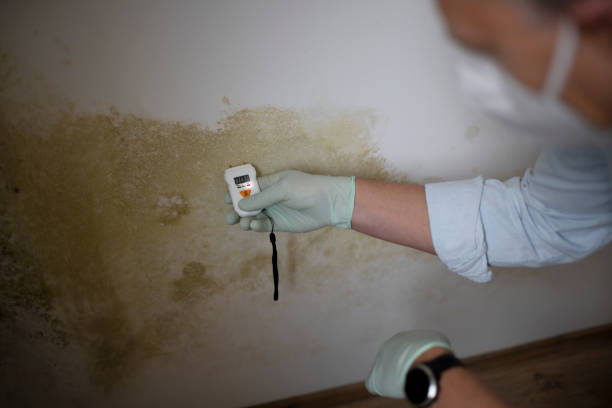 Best Affordable Mold Removal  in Dundee, MI
