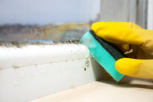 Best Best Mold Removal Companies  in Dundee, MI