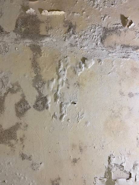 Best Mold Removal Near Me  in Dundee, MI