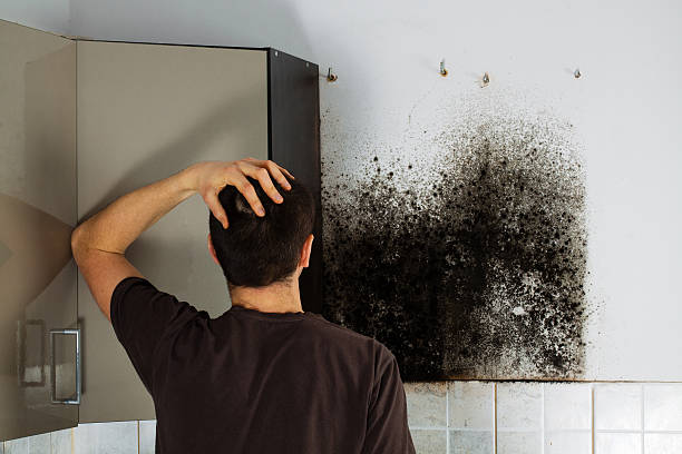 Best Mold Cleaning Services  in Dundee, MI