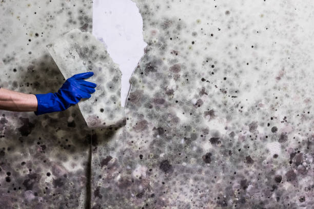 Best Mold Removal Specialists  in Dundee, MI
