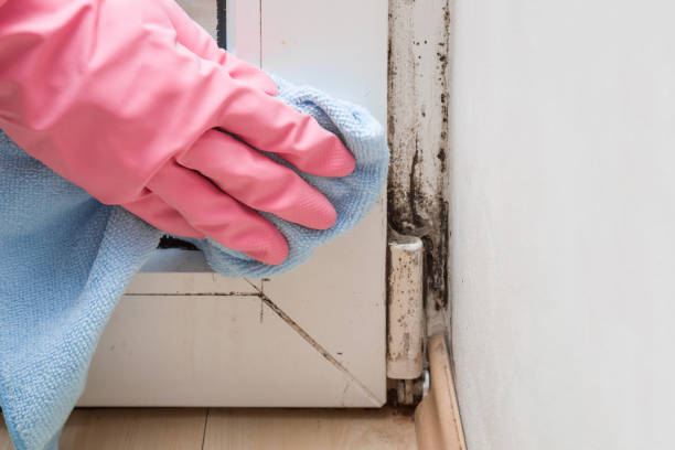 Best Black Mold Removal  in Dundee, MI